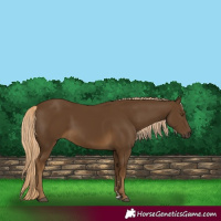 Horse Color:Chocolate Palomino 