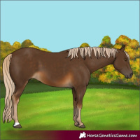 Horse Color:Chocolate Palomino 