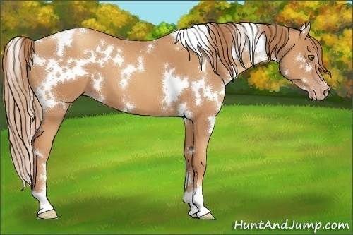 Horse Color:White Spotted Gold Champagne