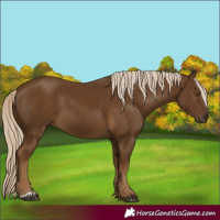 Horse Color:Chocolate Palomino 