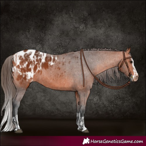 Horse Color:Bay Appaloosa and Bay Splash Appaloosa