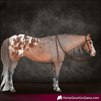 Horse Color:Bay Appaloosa and Bay Splash Appaloosa