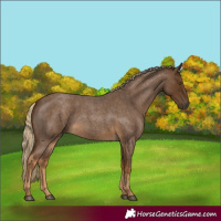 Horse Color:Chocolate Palomino Roan 