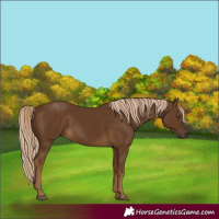 Horse Color:Chocolate Palomino 