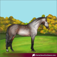 Horse Color:Gray Bay 
