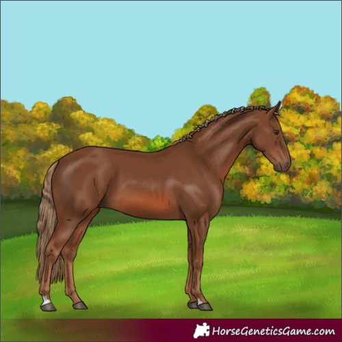 Horse Color:Chestnut 
