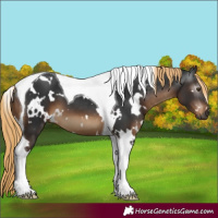 Horse Color:Gray White Spotted Liver Chestnut Tobiano 