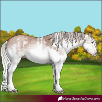 Horse Color:Gray Silver Amber Champagne Sabino Splash 