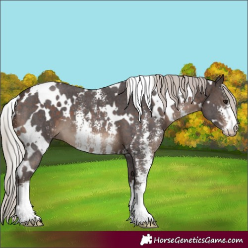Horse Color:White Spotted Silver Brown Sabino 