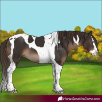 Horse Color:Liver Chestnut Sabino Splash Tobiano 