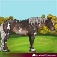 Horse Color:White Spotted Silver Brown 