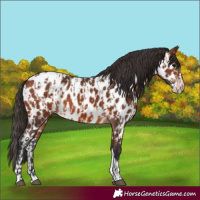 Horse Color:Bay Appaloosa  and Bay Splash Appaloosa 