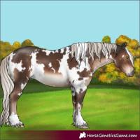 Horse Color:White Spotted Liver Chestnut Mushroom