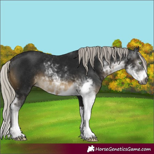 Horse Color:Gray Silver Buckskin Sabino
