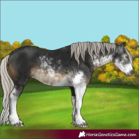 Horse Color:Gray Silver Buckskin Sabino 