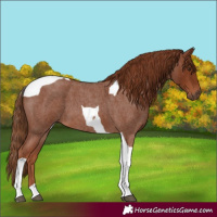 Horse Color:Red Roan Tobiano 