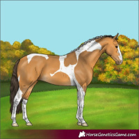 Horse Color:Buckskin Tobiano