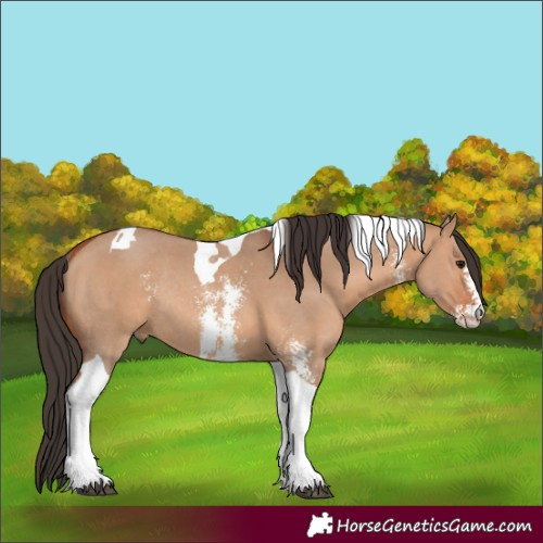 Horse Color:Bay Dun Sabino Tobiano Rabicano 