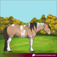 Horse Color:Bay Dun Sabino Tobiano Rabicano