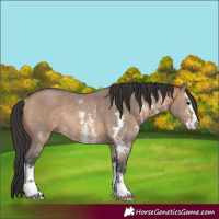 Horse Color:Brown Dun Sabino Rabicano 