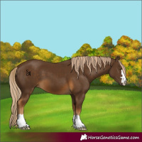 Horse Color:Chocolate Palomino 