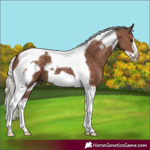 Horse Color:Silver Black Tobiano Frame 