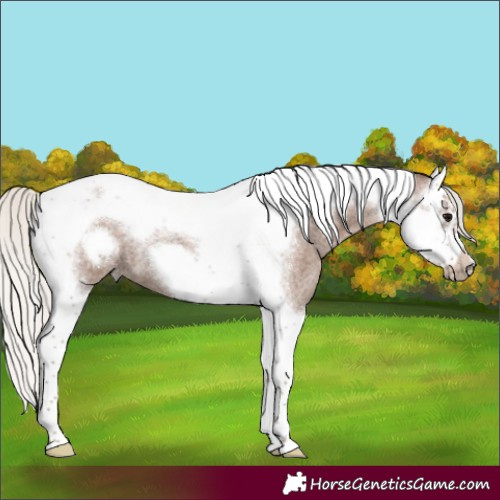 Horse Color:Silver Blue Roan Splash Tobiano Frame 