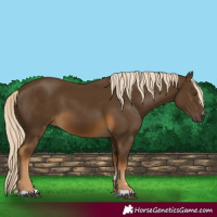 Horse Color:Chocolate Palomino 
