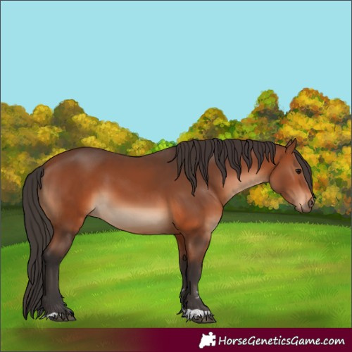 Horse Color:Bay 