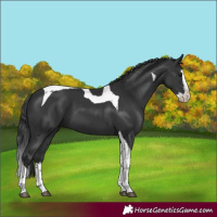 Horse Color:Black Splash Tobiano