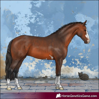 Horse Color:Bay 