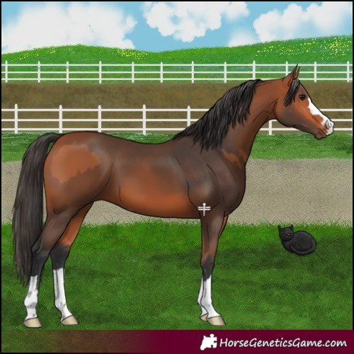 Horse Color:Bay  and Bay 