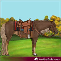 Horse Color:Chocolate Palomino 