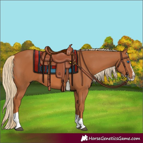 Horse Color:Chestnut Splash Tobiano