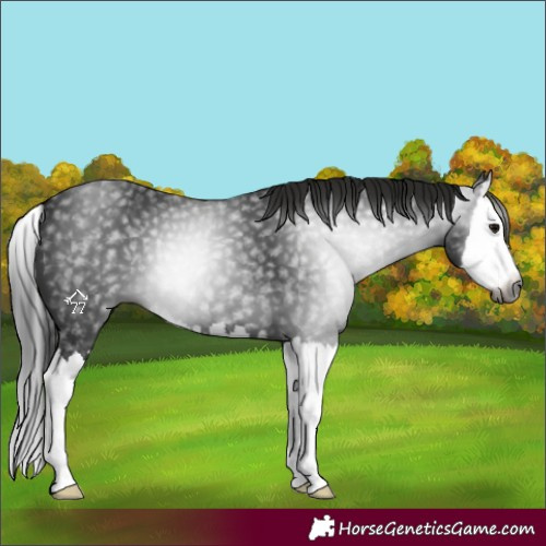 Horse Color:Gray Black Splash