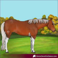 Horse Color:Silver Brown Tobiano 