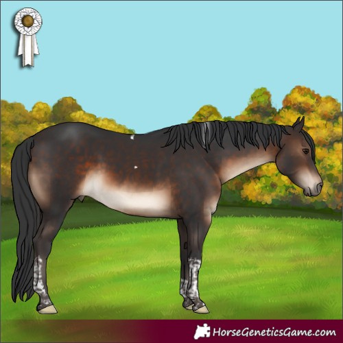 Horse Color:Brown Tobiano 