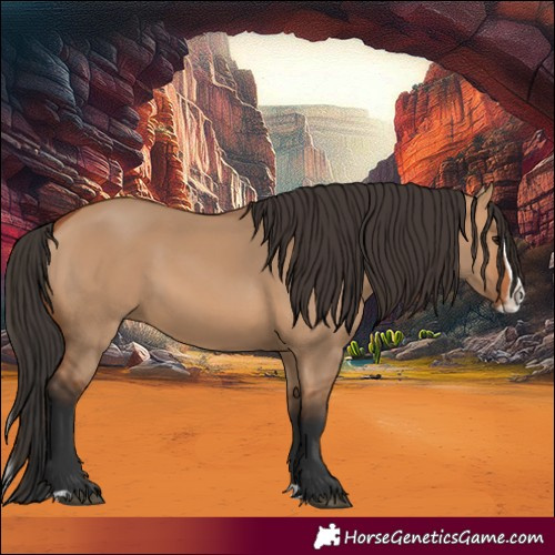 Horse Color:Bay Dun Splash 