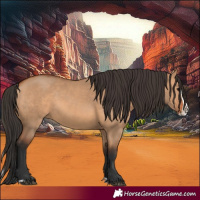 Horse Color:Bay Dun Splash 