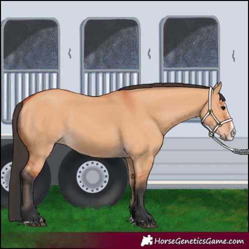 Horse Color:Bay Dun Splash 