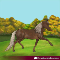 Horse Color:Chocolate Palomino 