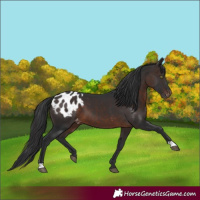 Horse Color:Brown Appaloosa 