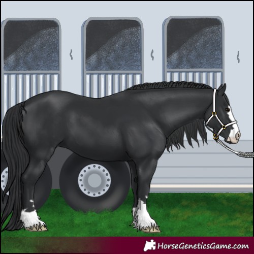 Horse Color:Black 