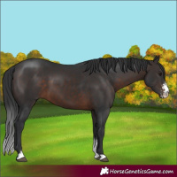 Horse Color:Brown Sabino 