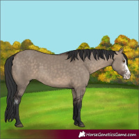 Horse Color:Brown Dun Sabino 