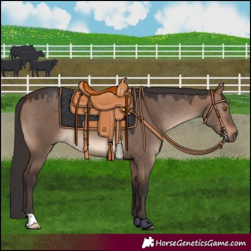 Horse Color:Brown Dun 