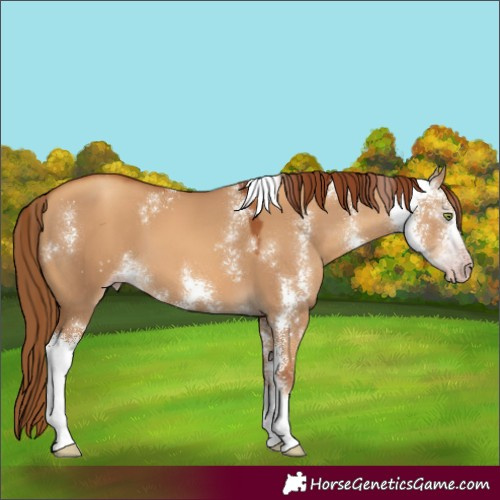 Horse Color:Gray Gold Champagne Dun Sabino
