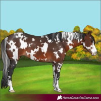 Horse Color:White Spotted Brown