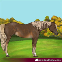 Horse Color:Chocolate Palomino 