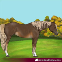 Horse Color:Chocolate Palomino 